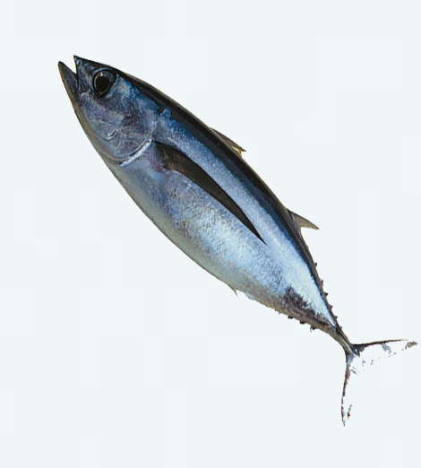 Poisson thon blanc