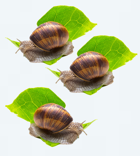 Escargot (tas de 3)