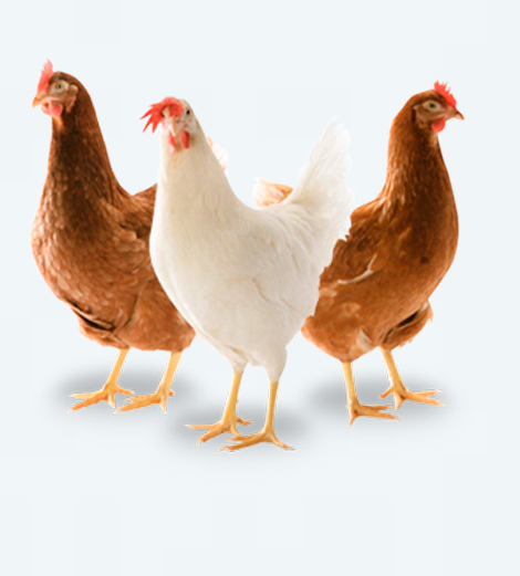 Poulet pondeuse
