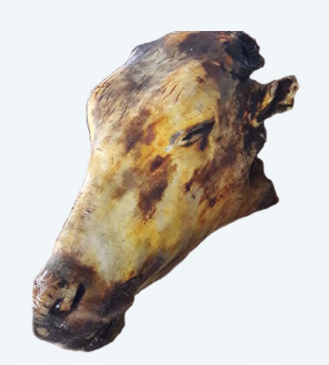 Tête de bœuf