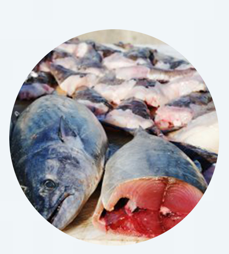 Poisson thon rouge
